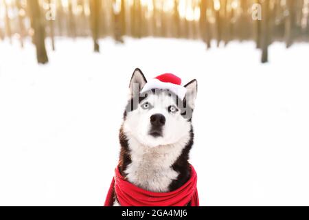 Weihnachten Husky Hund in rotem Schal, Kleidung und Weihnachtsmann Hut im verschneiten Wald mit Sonnenstrahlen. Konzept der Weihnachtskarte. Viel Schnee im Sieg Stockfoto