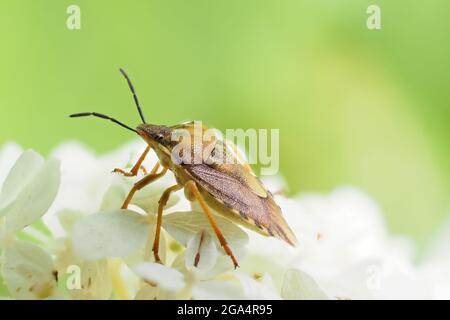 Carpocoris purpureipennis sitzt auf der Hortensia arborescens Annabelle. Nahaufnahme. Stockfoto