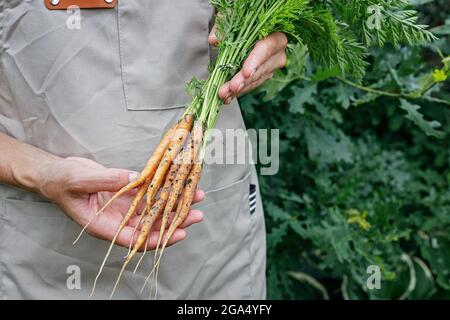 Bauernhände halten eine frische Karotte mit grünen Blättern. Herbsterntekonzept. Bio-Produkte von Landwirten. Gesunde Lebensmittelwirtschaft. Frau hält die Hände Stockfoto