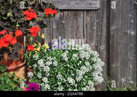 Bunte Blumen auf Holzgrund Stockfoto