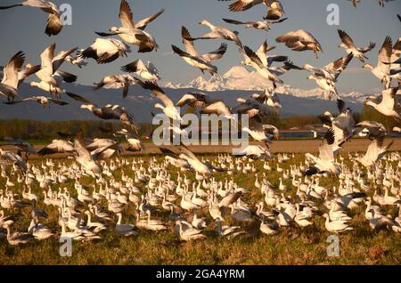 Schneereisen-Wanderung durch das Skagit Valley nördlich von Seattle, Washington...Mt. Baker und die Cascade Mountains im Hintergrund Stockfoto