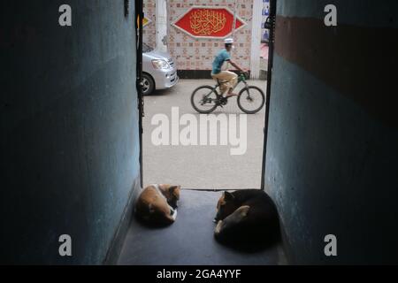 Dhaka, Bangladesch. Juli 2021. Zwei Hunde nahmen Schutz im Eingang eines Hauses, um Regen zu vermeiden. (Bild: © Md. Rakibul Hasan/ZUMA Press Wire) Stockfoto