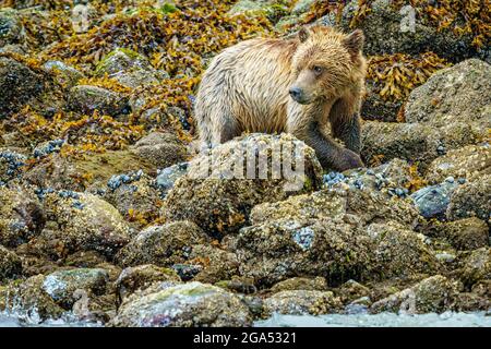 Grizzly-Bärenjunge auf der Ebbe-Linie in Glendale Cove in Knight Inlet, First Nations Territory, British Columbia, Kanada. Stockfoto