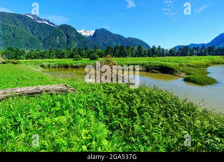 Flussufer entlang des Kingcome River Valley im Musgmagw Dzawada'enuwx Territory, First Nations Territory, British Columbia, Kanada Stockfoto