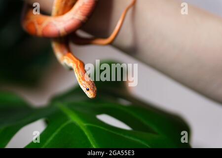 Maisschlange umwickelt Frau Hand auf grünem Natur Hintergrund. Exotisches Haustier. Nahaufnahme. Wildlife-Konzept. Stockfoto