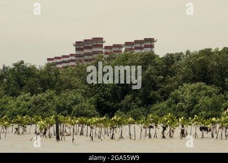 Der Blick auf ein Mangrovensanierungsgebiet im Hintergrund des Mangrovenwaldes und des Kraftwerks Muara Tawar ist vom Küstenwasser der Bekasi-Regentschaft in West-Java, Indonesien, fotografiert. Stockfoto