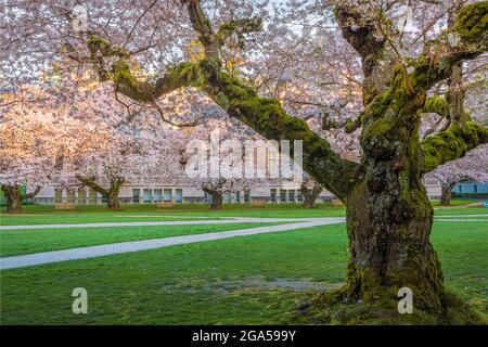 Die University of Washington (allgemein als Washington oder UDub bezeichnet) ist eine öffentliche Forschungsuniversität in Seattle, Washington, USA Stockfoto