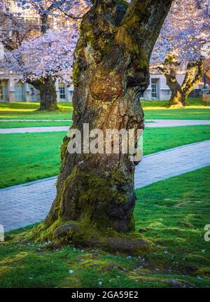 Die University of Washington (allgemein als Washington oder UDub bezeichnet) ist eine öffentliche Forschungsuniversität in Seattle, Washington, USA Stockfoto