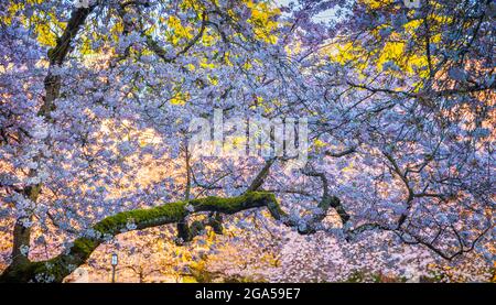 Die University of Washington (allgemein als Washington oder UDub bezeichnet) ist eine öffentliche Forschungsuniversität in Seattle, Washington, USA Stockfoto