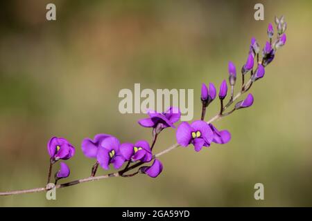 Falsche Sarsaparilla Pflanze in Blüte Stockfoto