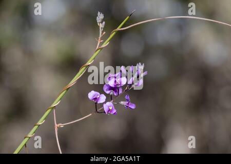 Falsche Sarsaparilla Pflanze in Blüte Stockfoto