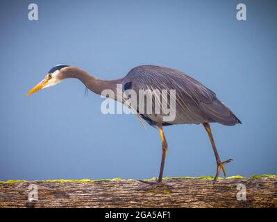 Reiher am Swinomish Channel in La Conner, Washington Stockfoto