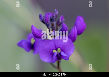 Falsche Sarsaparilla Pflanze in Blüte Stockfoto