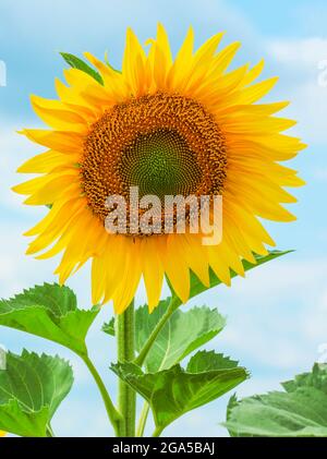 Die gelb blühende Sonnenblume ist dicht am blauen Himmel Stockfoto