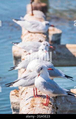 Eine Reihe von Möwen liegt auf einem alten Seebrücke. Möwen ruhen auf dem Wellenbrecher. Die europäische Heringsmöwe, Larus argentatus Stockfoto