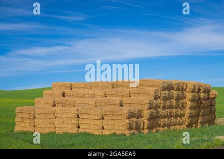 Heuballen im landwirtschaftlichen Palouse-Gebiet im Osten des Staates Washington Stockfoto