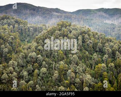 Bergasche (Eucalyptus regnans), die zuvor durch Buschfeuer beschädigt wurde, Bogong High Plains Road, Alpine National Park, Victoria, Australien Stockfoto