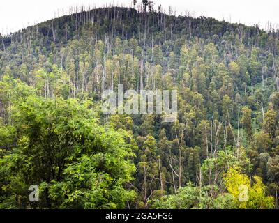 Bergasche (Eucalyptus regnans), die zuvor durch Buschfeuer beschädigt wurde, Bogong High Plains Road, Alpine National Park, Victoria, Australien Stockfoto