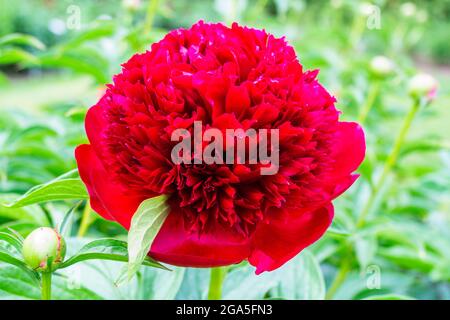 Rote Pfingstrose, Paeonia Officinalis 'Red Charm' im Garten Stockfoto