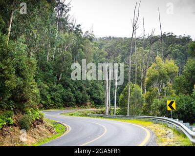 Kurven umgeben von Mountain Ash (Eucalyptus regnans) entlang der Bogong High Plains Road oberhalb des Mt Beauty, Alpine National Park, Victoria, Australien Stockfoto