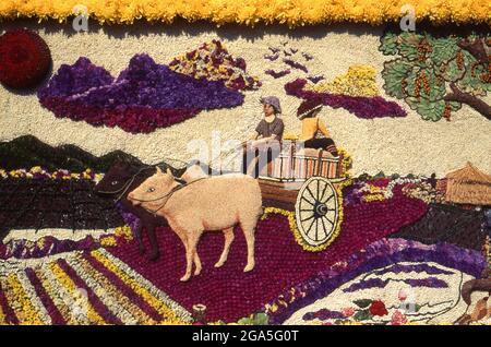 Thailand: Ein Ochsenkarren schmückt einen Blumenwagen, Chiang Mai Flower Festival Parade, Chiang Mai, Nordthailand. Chiang Mai ist als „die Rose des Nordens“ bekannt, blüht aber im Februar, gegen Ende der kühlen Jahreszeit, wirklich in Blüte. Jedes Jahr am ersten Februarwochenende wird das Chiang Mai Blumenfestival eröffnet. Die Blumenbeete in den öffentlichen Bereichen rund um die Stadt sind zu dieser Jahreszeit besonders schön. Überall gibt es wunderschöne Darstellungen von gelben und weißen Chrysanthemen und die Damaszenrose, eine Sorte, die nur in Chiang Mai zu finden ist. Stockfoto