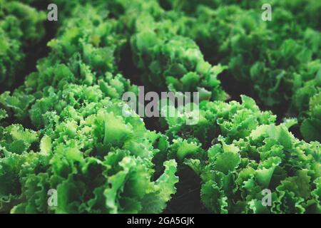Reihen von organischen gesunden grünen Salatpflanzen Stockfoto