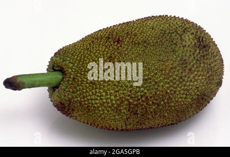 Die Jackfrucht (Artocarpus heterophyllus), auch bekannt als Bubenbaum, fenne, Jakfruit oder manchmal auch einfach Jack oder Jak, ist eine Baumart aus der Feigenfamilie, Maulbeere und Brotfrucht (Moraceae), die im Südwesten Indiens beheimatet ist. Sie eignet sich gut für tropische Tiefebenen, und ihre Frucht ist die größte von Bäumen übertragene Frucht mit einem Gewicht von bis zu 35 kg (80 lb), einer Länge von 90 cm (35 in) und einem Durchmesser von 50 cm (20 in). Ein reifer Jackfrucht-Baum kann etwa 100 bis 200 Früchte in einem Jahr produzieren. Die Jackfrucht ist eine multiple Frucht, die aus hunderten bis tausenden von einzelnen Blüten besteht, und es sind die fleischigen Blütenblätter Stockfoto