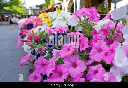 Wunderschöne Blumen auf der Restaurantterrasse in Whistler Village im Sommer 2021. Whistler, British Columbia, Kanada. Stockfoto