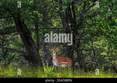 Europäischer Damhirsch männlicher oder gewöhnlicher Damhirsch vom Weg zwischen den Seen Sant Maurici und Ratera aus gesehen, an einem Frühlingsnachmittag Aiguestortes i Sant Ma Stockfoto