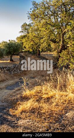 San Pedro de los Majarretes, Valencia de Alcantara, Caceres, Extremadura, Spanien. Stockfoto