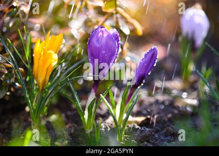 Blühende Krokusse mit Regen im Sonnenlicht (Crocus vernus, Frühlingscrocus). Stockfoto