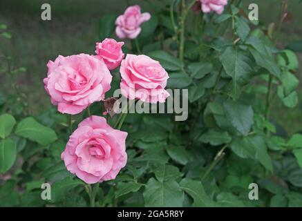 Blühende rosa Rosen im Sommergarten. Hybride Teesrose. Stockfoto
