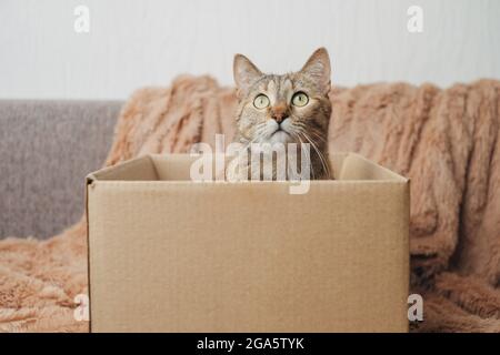 Katze in einer Kiste neugierig irgendwo suchen. Stockfoto