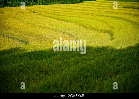 Schöne Reisterrasse in Binh Lieu Bezirk Quang Ninh Provinz Nordvietnam Stockfoto