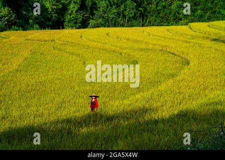 Schöne Reisterrasse in Binh Lieu Bezirk Quang Ninh Provinz Nordvietnam Stockfoto