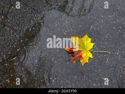 Gelbes Ahornblatt liegt nach Regen in einer Pfütze auf dem Asphalt. Konzept für die Herbstsaison und die nahende Kälte und Winter, Hintergrund, Textur Stockfoto