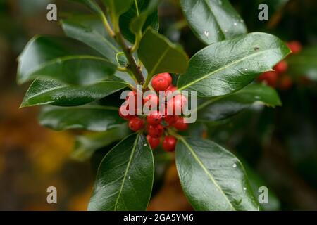 Holly Baum im Herbst mit buchengelben Blättern im Hintergrund Stockfoto