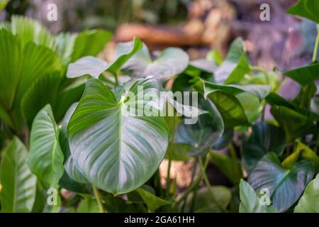 Nahaufnahme einer frischen Philodendron-Pflanze mit grün wachsenden Blättern Stockfoto