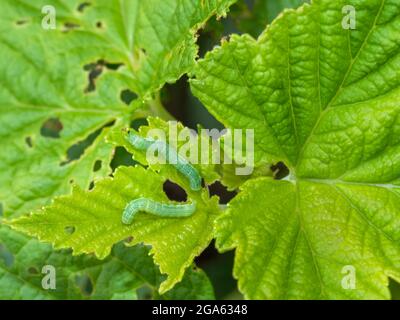 Angle Shades aka Phlogophora meticulosa. Die Ursache des sichtbaren Schadens an meinem schwarzen Johannisbeerbusch. Stockfoto