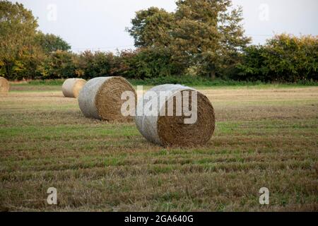 Runde Heuballen stehen auf einem Feld Stockfoto