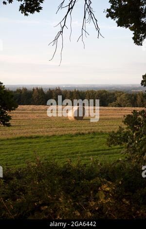 Runde Heuballen stehen auf einem Feld, eingerahmt von Bäumen Stockfoto