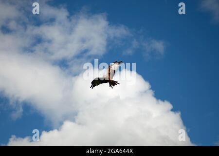 Red Kite kreist, bereitet sich auf das Futter vor, aufgenommen von unten, zeigt Details auf ausgestreckten Flügeln Stockfoto