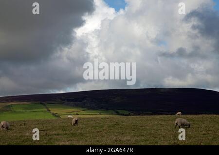 Schafe weiden auf einem Hügel in Wales, mit dunklen Wolken signalisieren die Annäherung des Regens Stockfoto