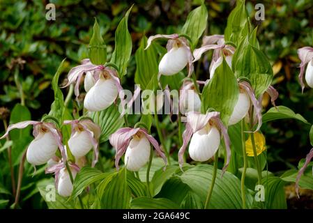 Weiße Cypripedium Reginae (auffällige Lady's Slipper Orchids), die im Alpenhaus im RHS Garden Harlow Carr, Harrogate, Yorkshire, England, Großbritannien angebaut werden. Stockfoto