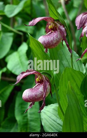 Ein Paar Purple Cypripedium Reginae (auffällige Lady's Slipper Orchid), die im Alpenhaus im RHS Garden Harlow Carr, Harrogate, Yorkshire, England, angebaut wird. Stockfoto