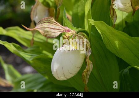 Single White Cypripedium Reginae (auffällige Lady's Slipper Orchids) im Alpenhaus im RHS Garden Harlow Carr, Harrogate, Yorkshire, England, Großbritannien angebaut Stockfoto