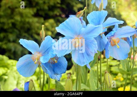 Hellblauer Himalaya-Mohn 'Meconopsis betonicifolia' Blumen, die in den Grenzen von RHS Garden Harlow Carr, Harrogate, England, Großbritannien, angebaut werden. Stockfoto