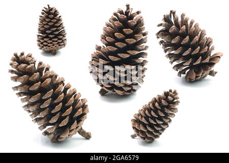 Große Pinienzapfen, verschiedene Nadelbäume isoliert auf weißem Hintergrund Stockfoto