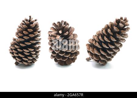 Große Pinienzapfen, verschiedene Nadelbäume isoliert auf weißem Hintergrund Stockfoto