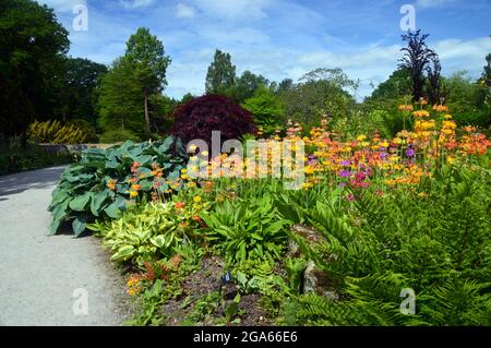 Mehrfarbige Candelabra Primula 'Harlow Car' Hybrid-Blumen, die in den Grenzen von RHS Garden Harlow Carr, Harrogate, Yorkshire, England, Großbritannien, angebaut werden. Stockfoto